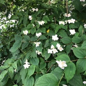 Meet your Posher, Chuer